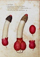 Phallus Impudicus Ulisse Aldrovandi